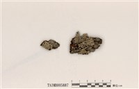 藏品(臺灣歧根梅衣)的圖片